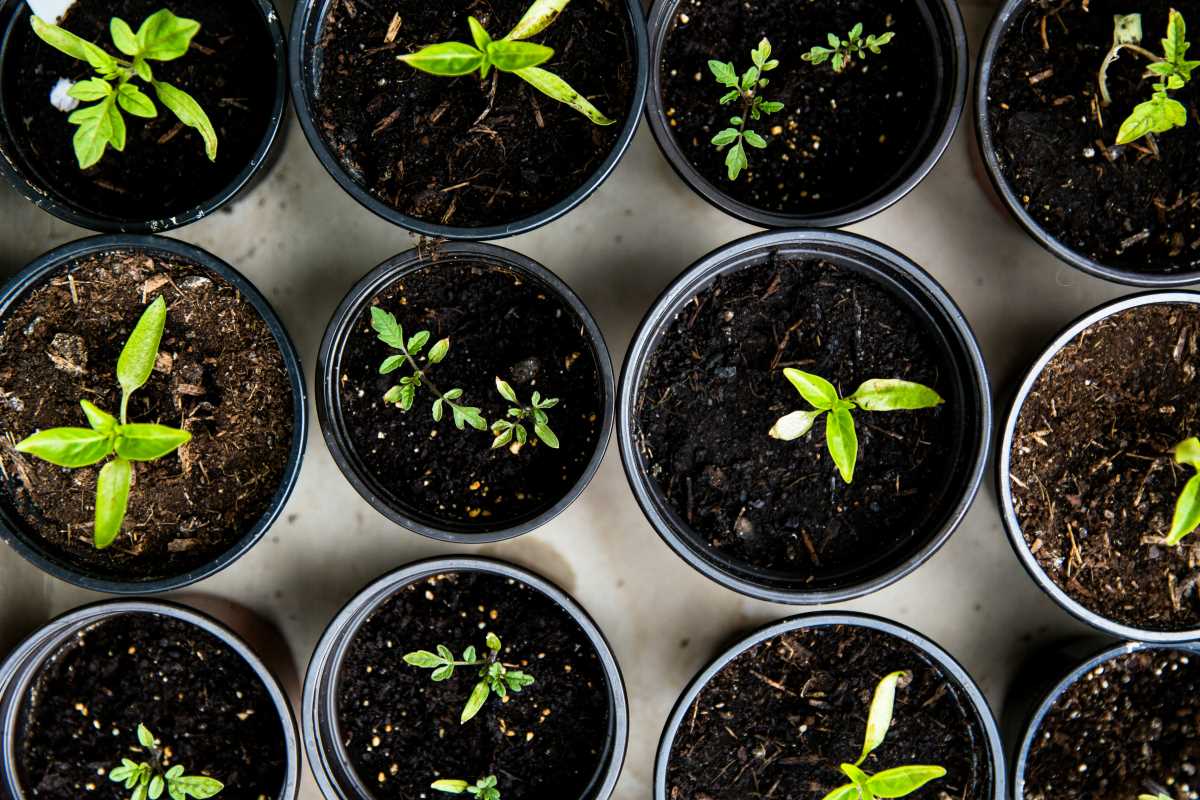 A Few Open-Pollinated Seeds That Retain Genetic Diversity