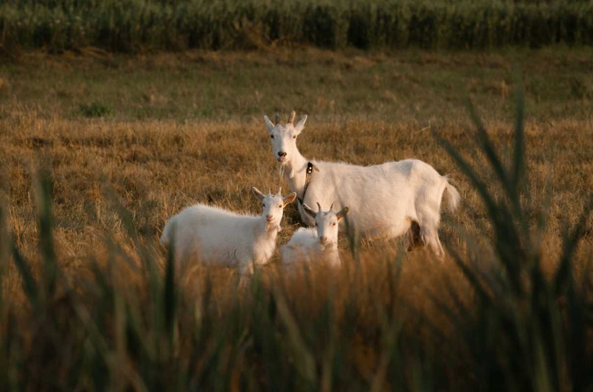 5 Pasture Management Techniques That Benefit Livestock and Land